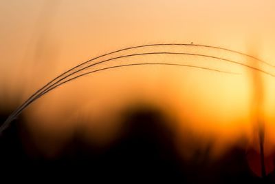 Close-up of silhouette plants against orange sky