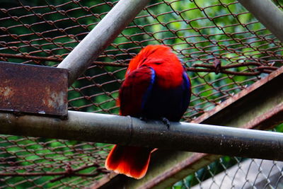 Close-up of parrot in cage