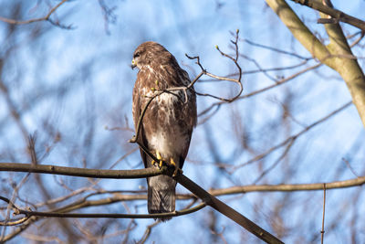 Low angle view of bird perching on branch