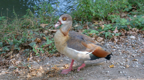 Close-up of duck on land