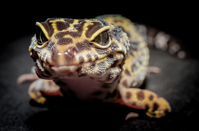 Close-up of lizard