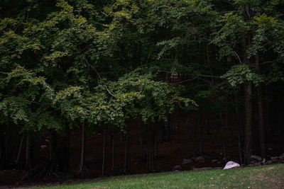 Trees in forest