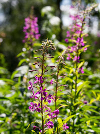 Close-up of purple flowers blooming outdoors