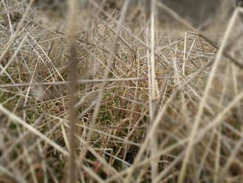 Close-up of fresh grass