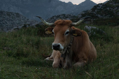 Portrait of cow standing on field