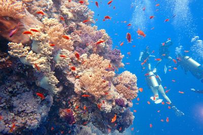 Fish swimming in sea