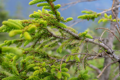 Low angle view of pine tree branch