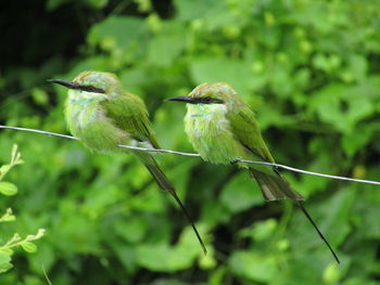 Close-up of birds perching on branch