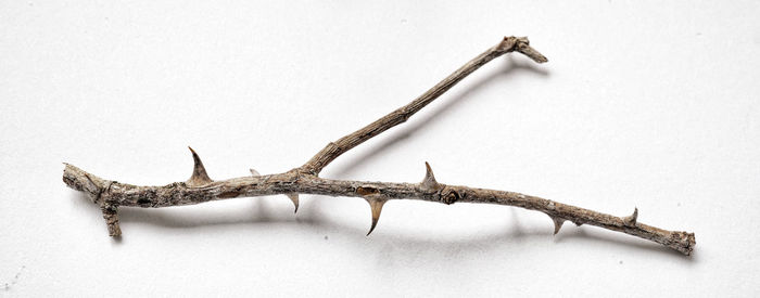 Close-up of grasshopper on wall