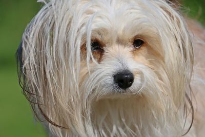 Close-up portrait of dog