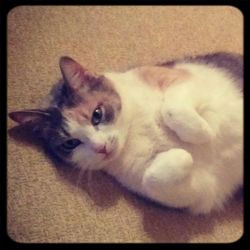 Portrait of cat resting on bed