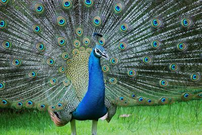 Close-up of peacock