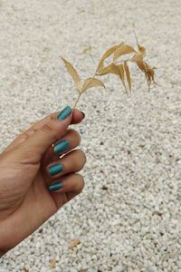 Close-up of hand holding leaf