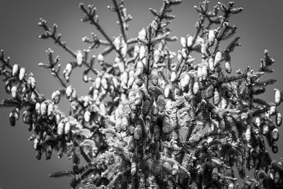 Low angle view of flowering plants against sky