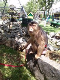 Monkey sitting on tree in zoo