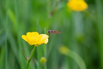 Close-up of insect on yellow flower