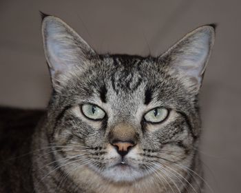 Close-up portrait of a cat