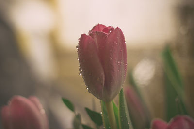Close-up of flowers