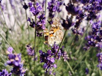 Close-up of butterfly on purple flowering plants
