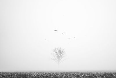 Birds flying over bare trees against clear sky