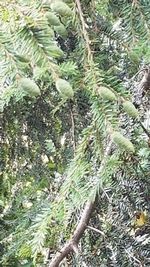 Close-up of fresh green plants
