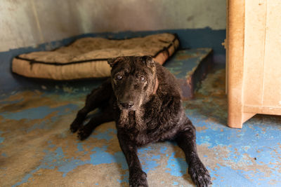 Portrait of dog sitting on floor