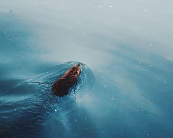 High angle view of grizzly bear swimming in lake