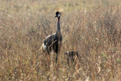 Grey crowned crane on field