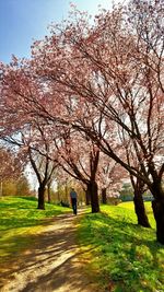 Man walking on tree against sky