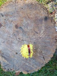 High angle view of autumn leaf on grass