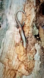 Close-up of tree trunk