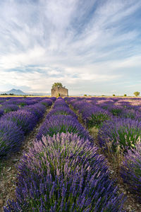 Scenic view of lavender field against sky