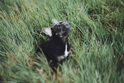 Portrait of dog on grass