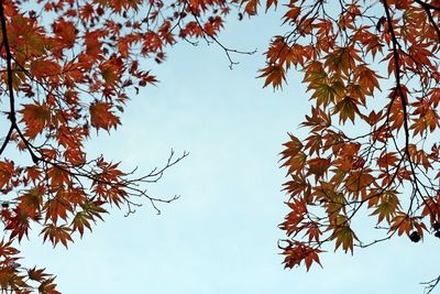 Low angle view of autumnal tree against clear sky