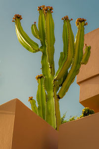 Low angle view of succulent plant against sky