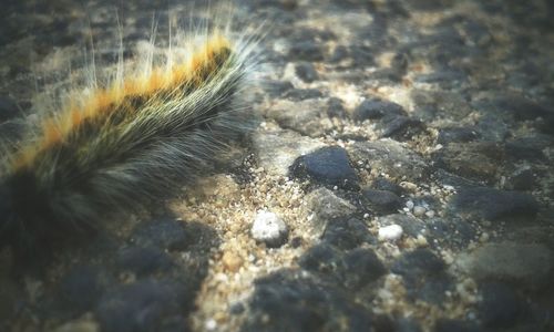 Close-up of turtle on sand