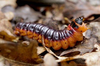 Close-up of caterpillar