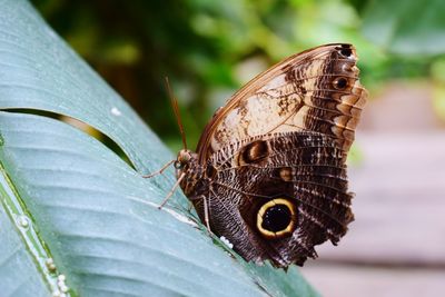 Close-up of butterfly