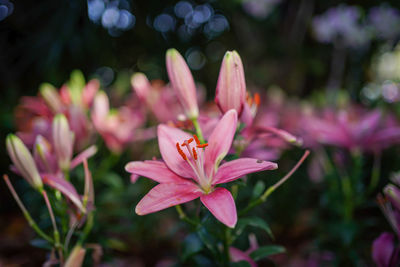 Close-up of pink flowering plant