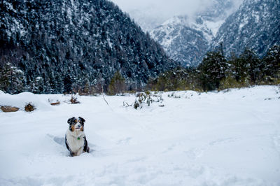 View of dog on snowcapped mountain