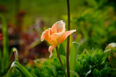 Close-up of orange flower