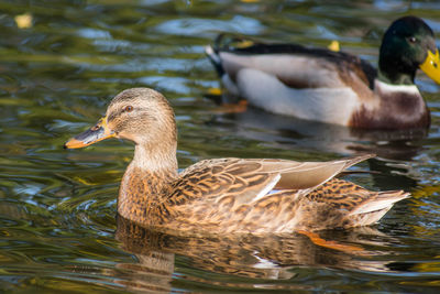 Ducks in a lake