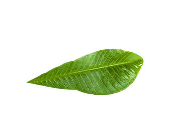 Close-up of leaf against white background