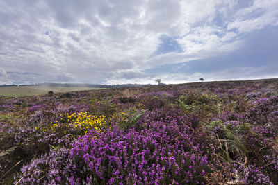 Purple flowering plants on field against sky