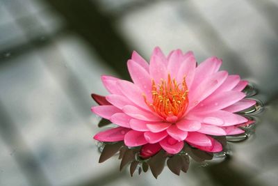 Close-up of pink lotus water lily