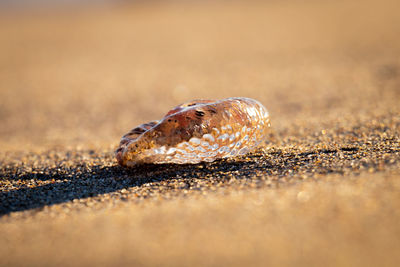 Close-up of shell on sand