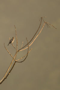 Close-up of insect on plant