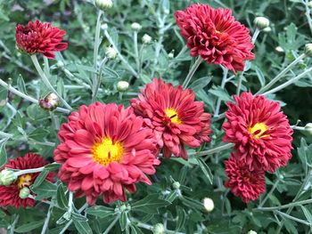 Close-up of red flowers blooming outdoors