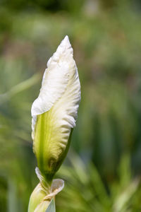 Unopened bud of white iris flower on blurry green background in garden. close up. vertical photo