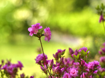 Close-up of pink flowering plant